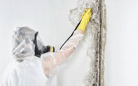 Hackettstown, NJ Mold Removal & Remediation Company